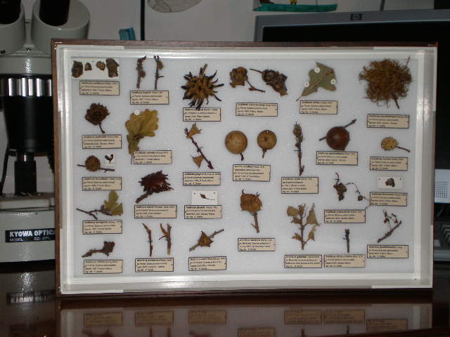 collezione di galle